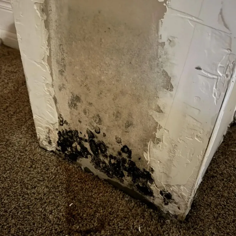 Professional Mold Removal in Pittsfield, WI